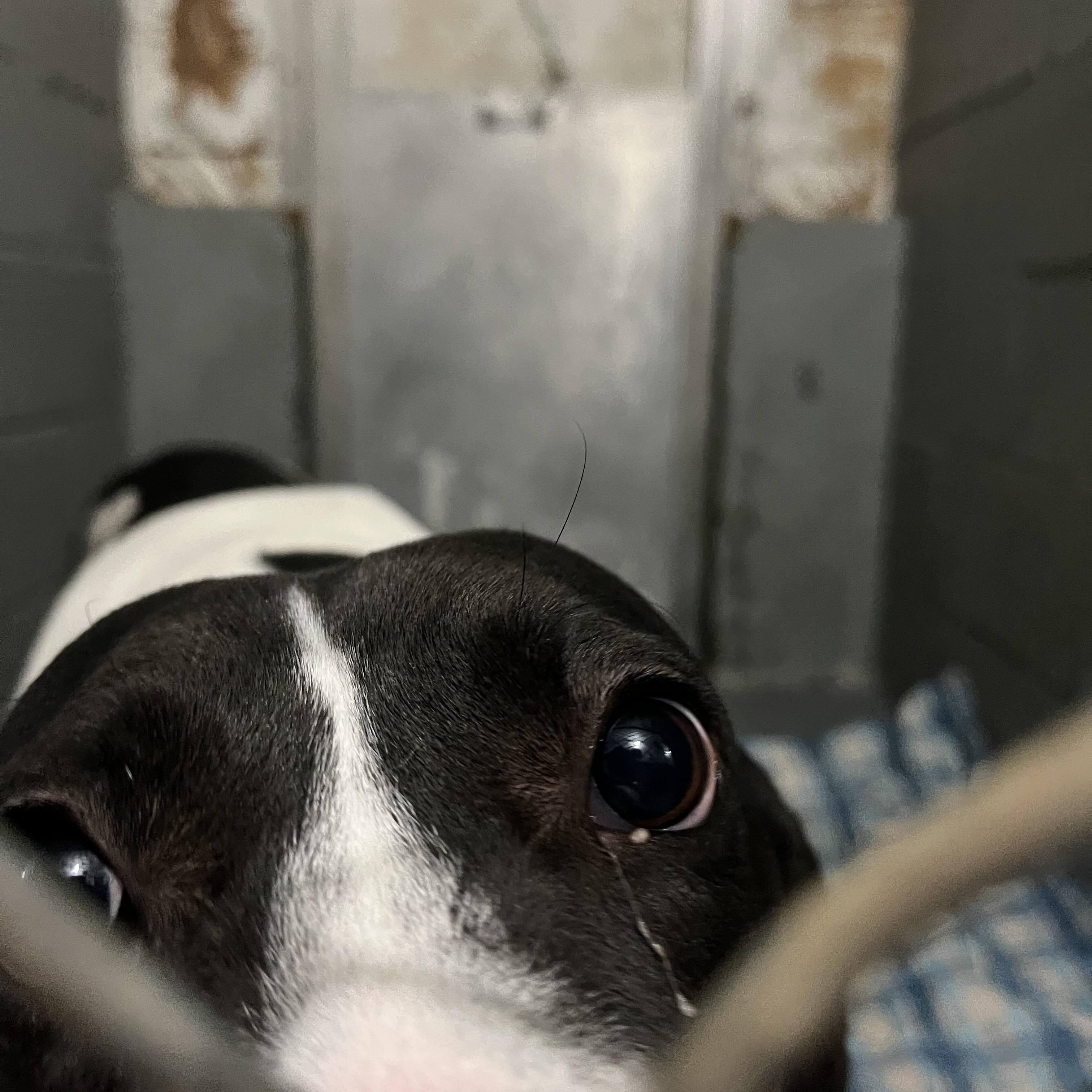 Enlarge Stanly, a Adopted mixed breed in Norton, MA image 3/5