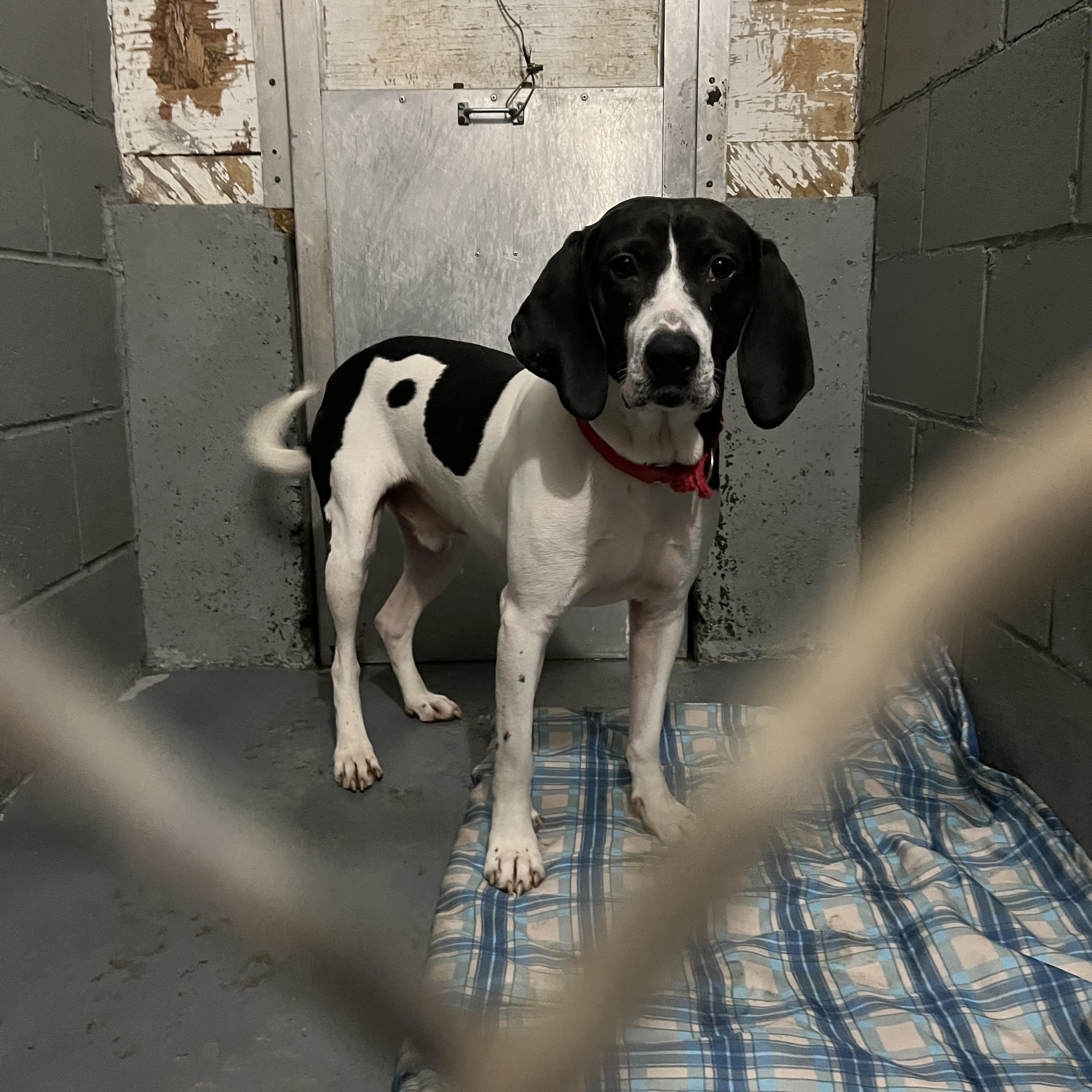 Enlarge Stanly, a Adopted mixed breed in Norton, MA image 4/5