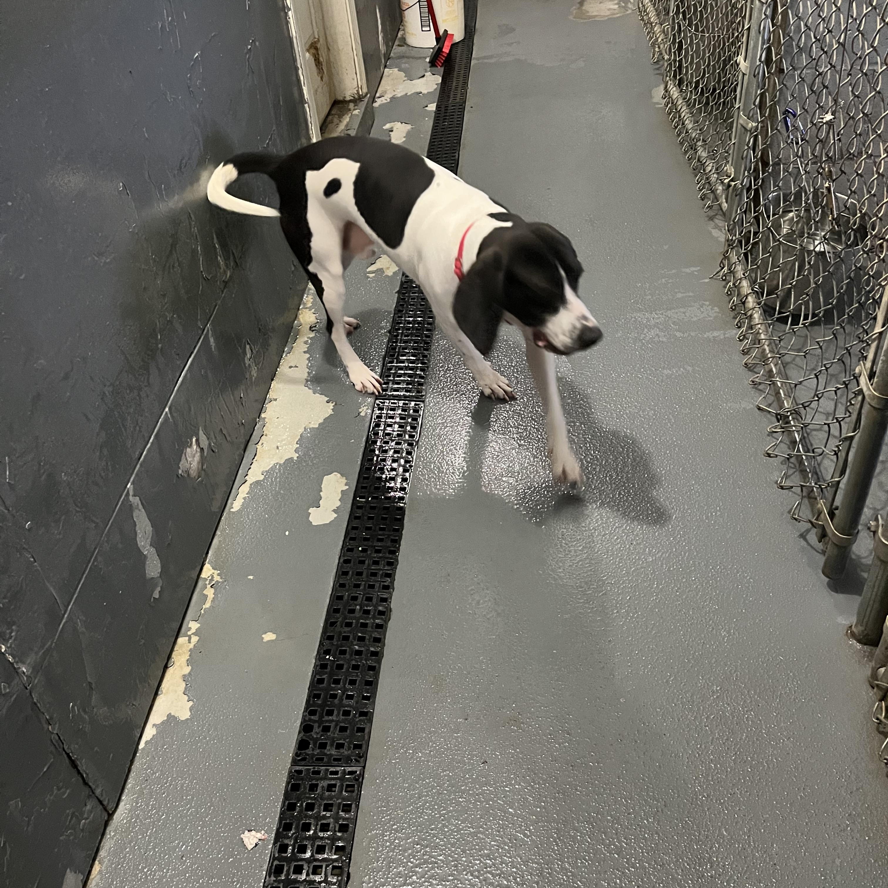 Enlarge Stanly, a Adopted mixed breed in Norton, MA image 5/5