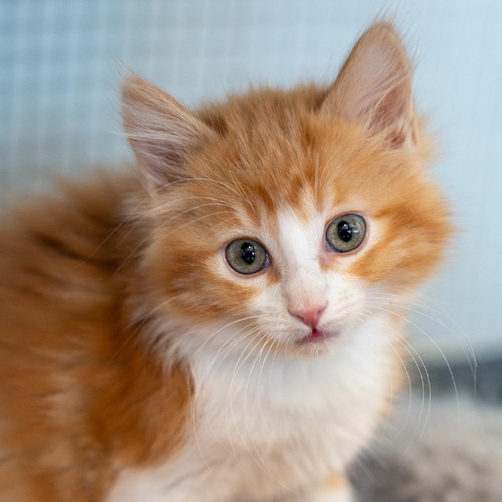 Fanta, Adoptable, Kitten Female Domestic Long Hair.