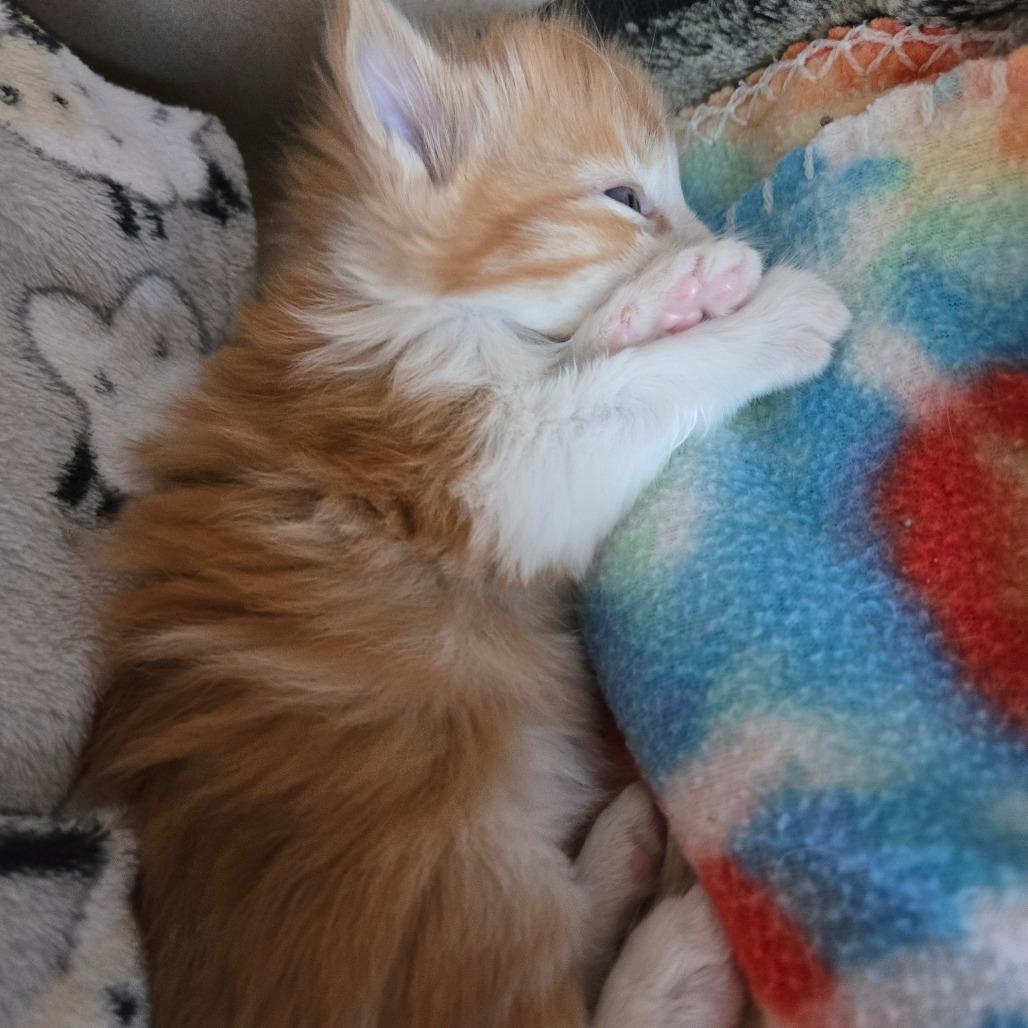 Fanta, a Adoptable Domestic Long Hair in Durango, CO image 2/4