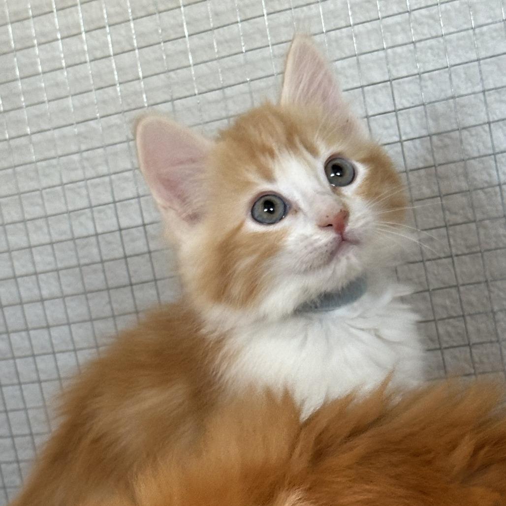 Fanta, a Adoptable Domestic Long Hair in Durango, CO image 4/4