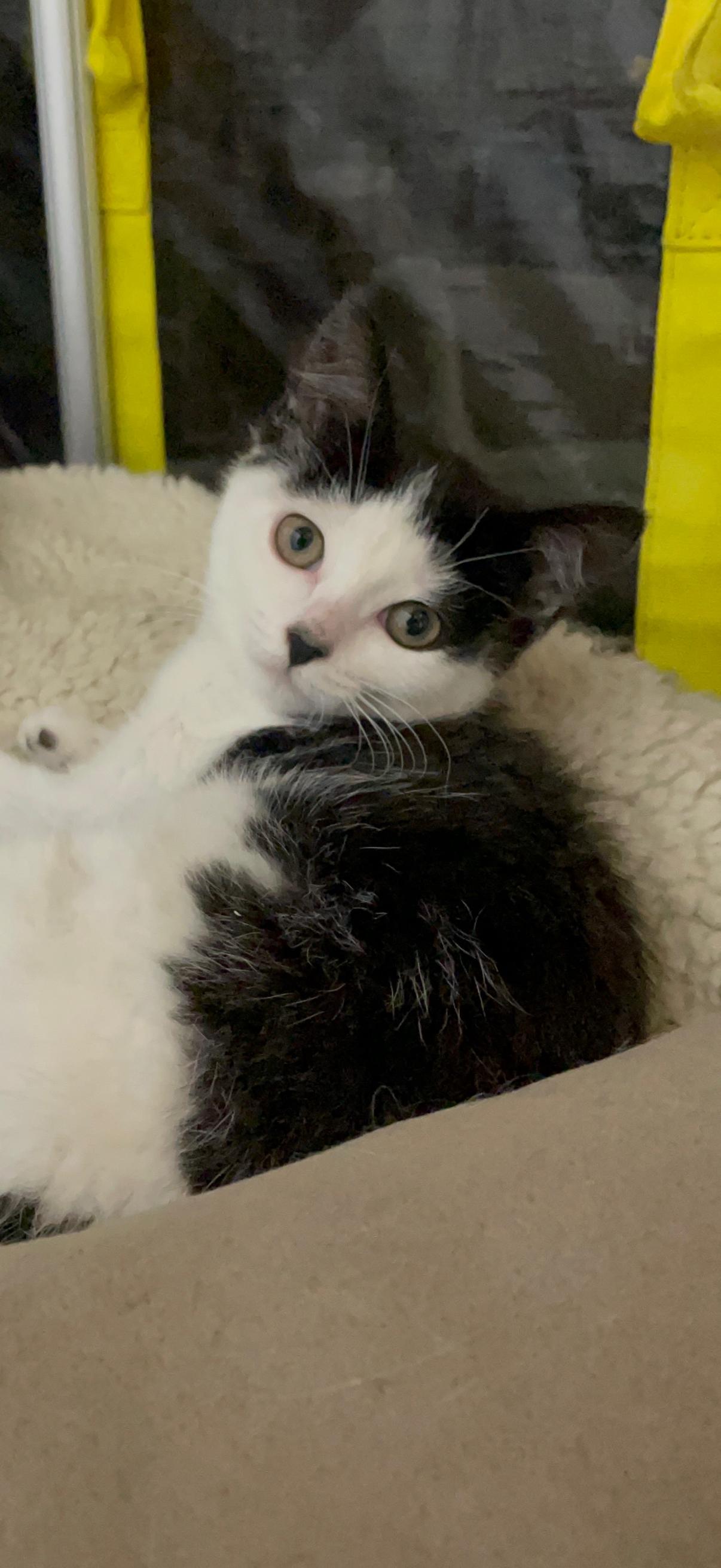 Katara, an adopted Domestic Short Hair in Old Bridge, NJ image 4/5