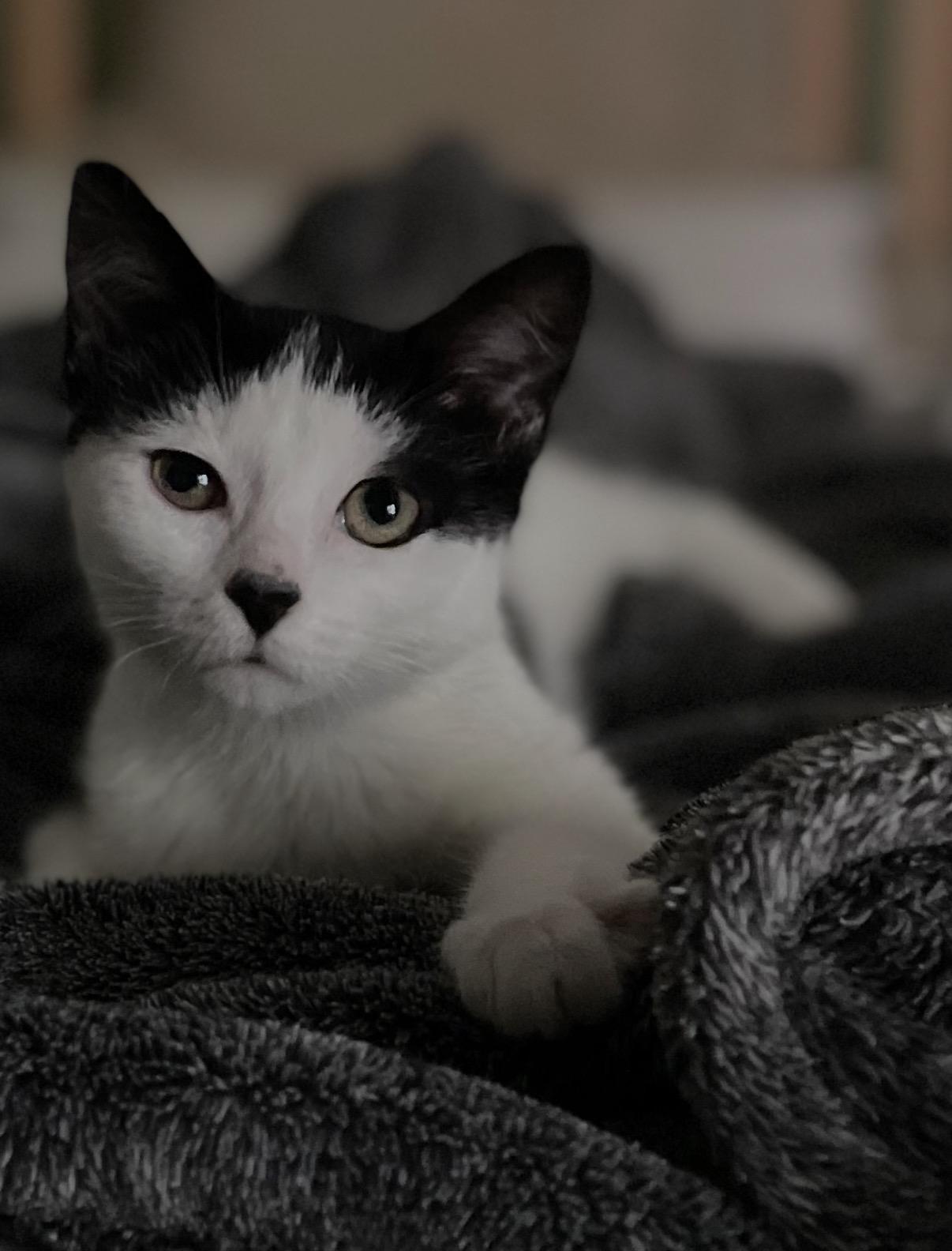Katara, an adopted Domestic Short Hair in Old Bridge, NJ image 3/5