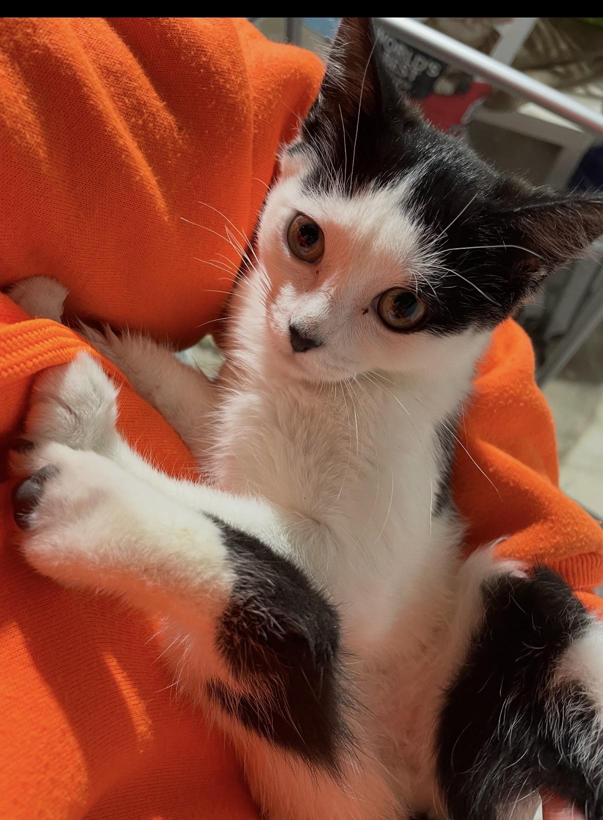 Katara, an adopted Domestic Short Hair in Old Bridge, NJ image 1/5
