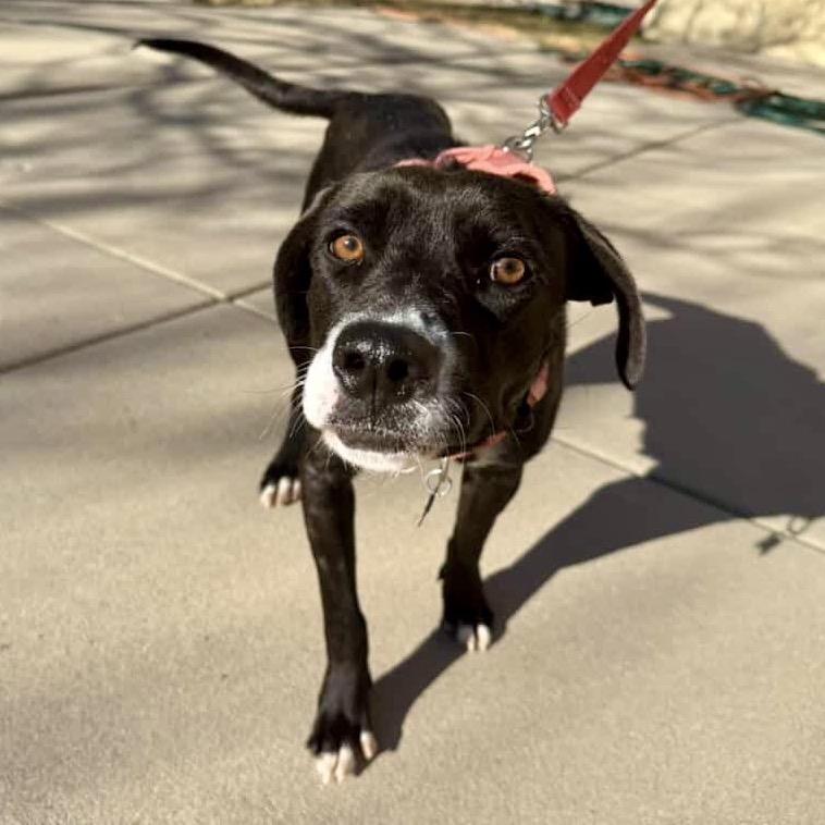 Elena, Adoptable, Adult Female Mixed Breed.