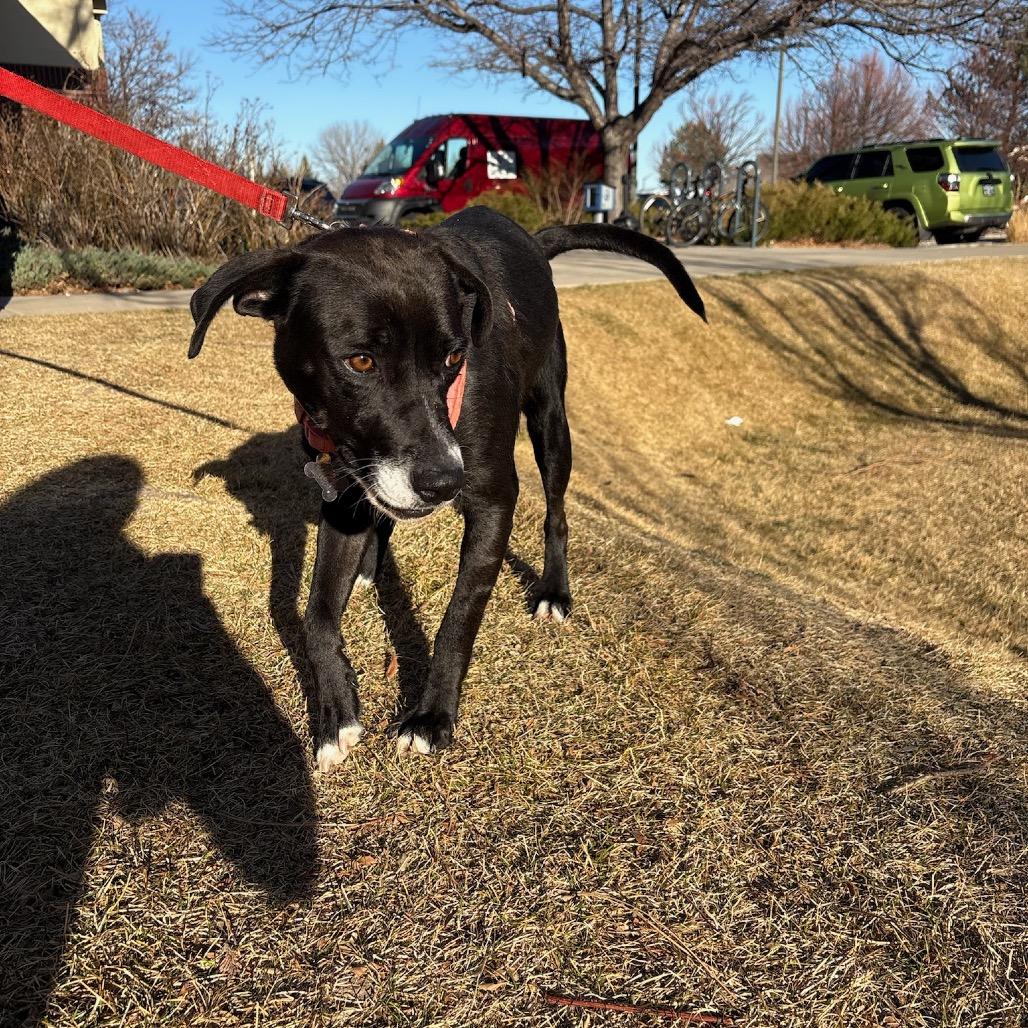 Enlarge Elena, a Adoptable mixed breed in Fort Collins, CO image 2/6