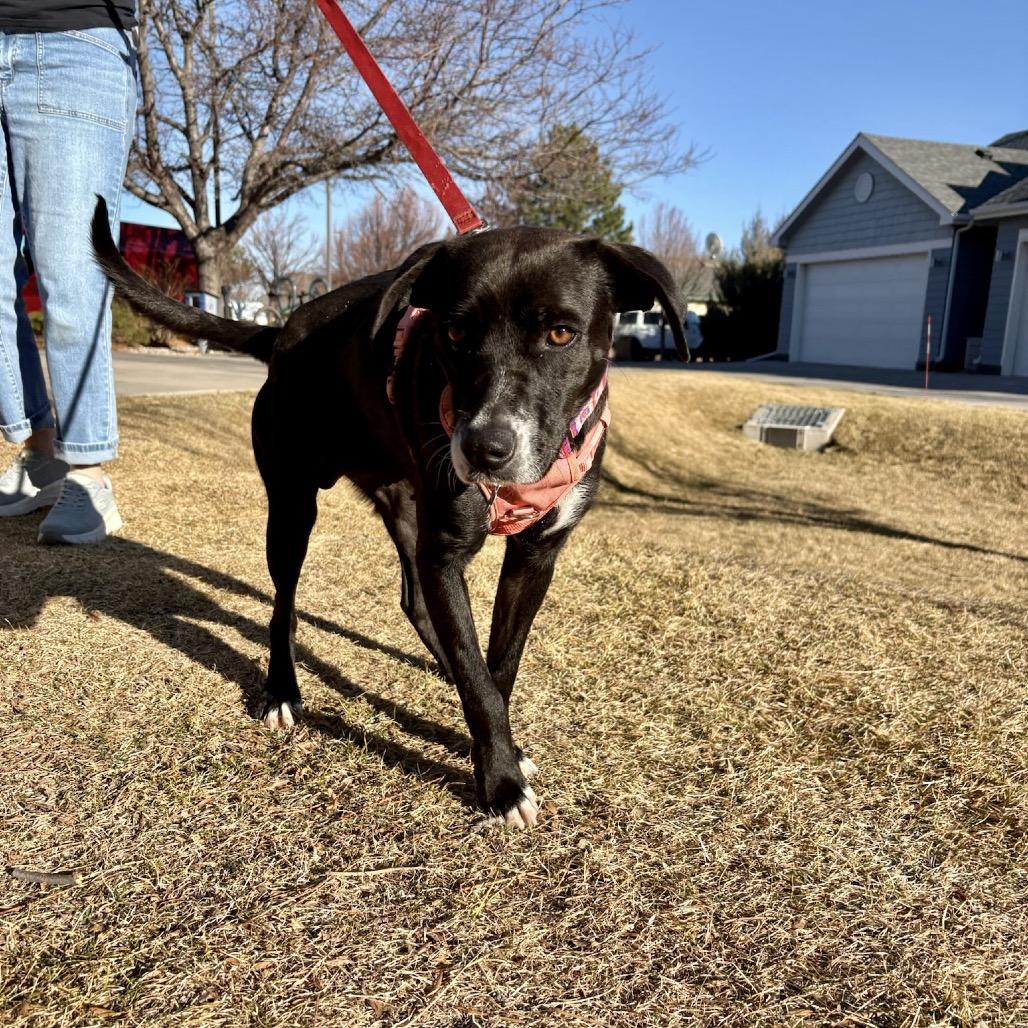 Enlarge Elena, a Adoptable mixed breed in Fort Collins, CO image 3/6
