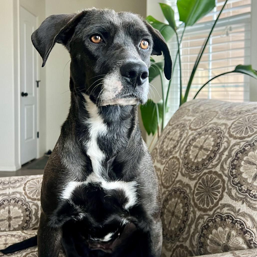 Enlarge Elena, a Adoptable mixed breed in Fort Collins, CO image 3/6