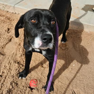Enlarge Elena, a Adoptable mixed breed in Fort Collins, CO image 4/6