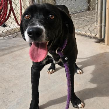 Enlarge Elena, a Adoptable mixed breed in Fort Collins, CO image 5/6