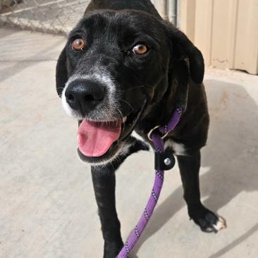 Enlarge Elena, a Adoptable mixed breed in Fort Collins, CO image 6/6