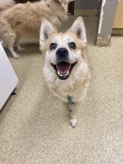 Emma Holmes, Adoptable, Adult Female Mixed Breed & Mixed Breed.
