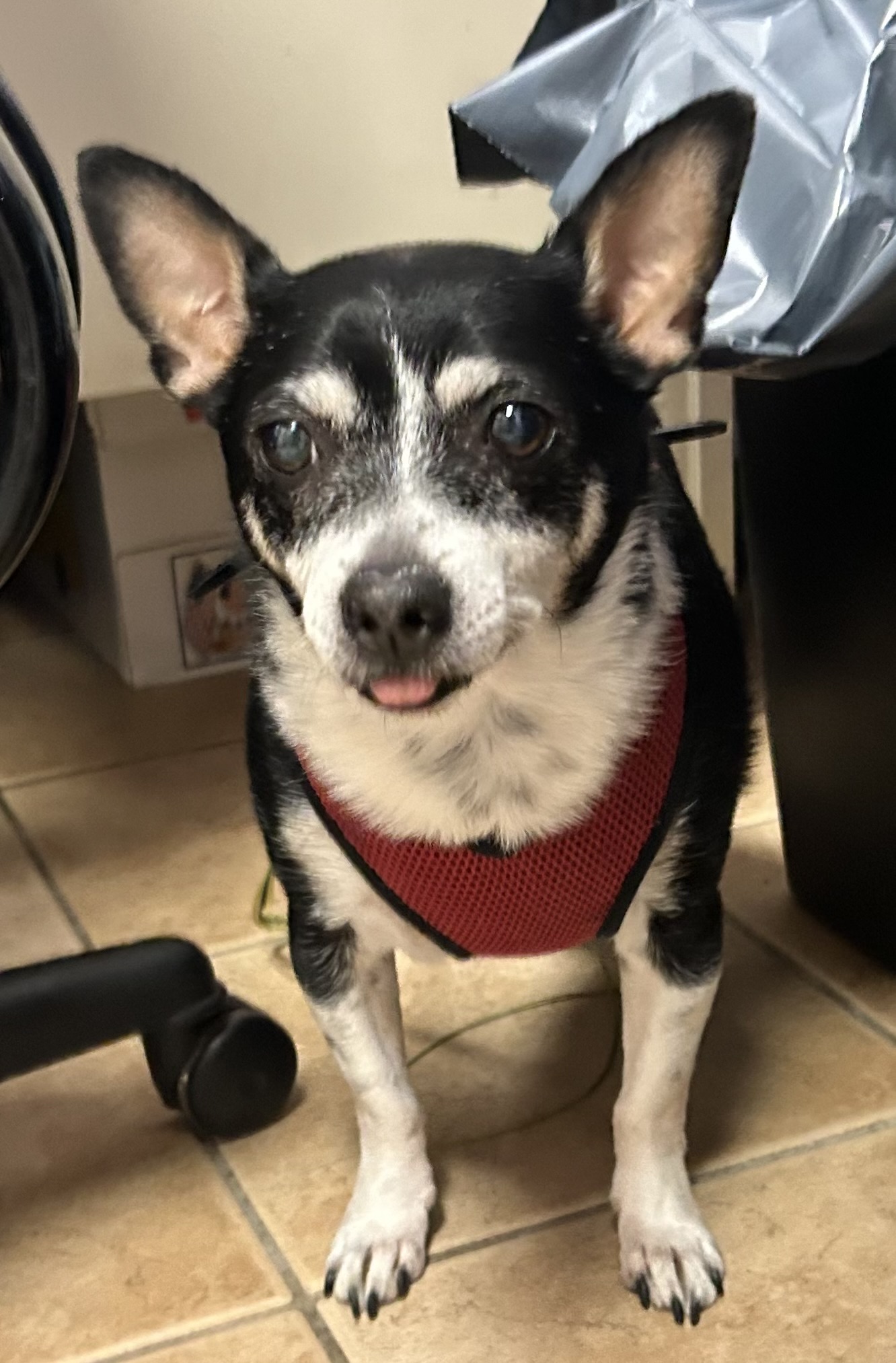 Jorge, Adoptable, Senior Male Corgi & Jack Russell Terrier.