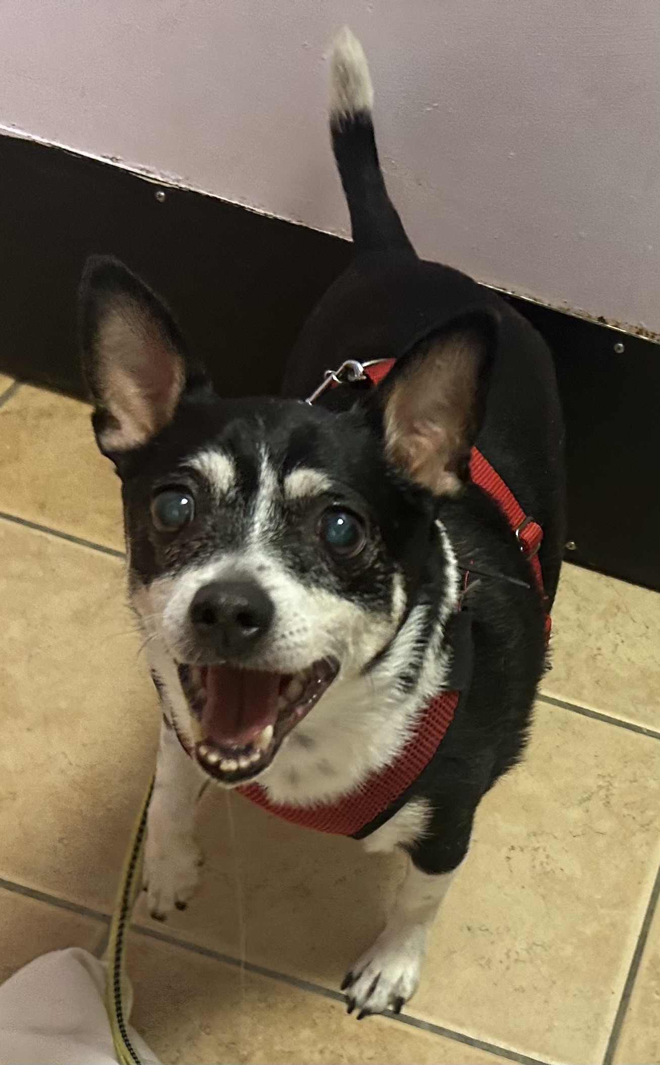 Enlarge Jorge, a Adoptable mixed breed in Oak Ridge, NJ image 2/4