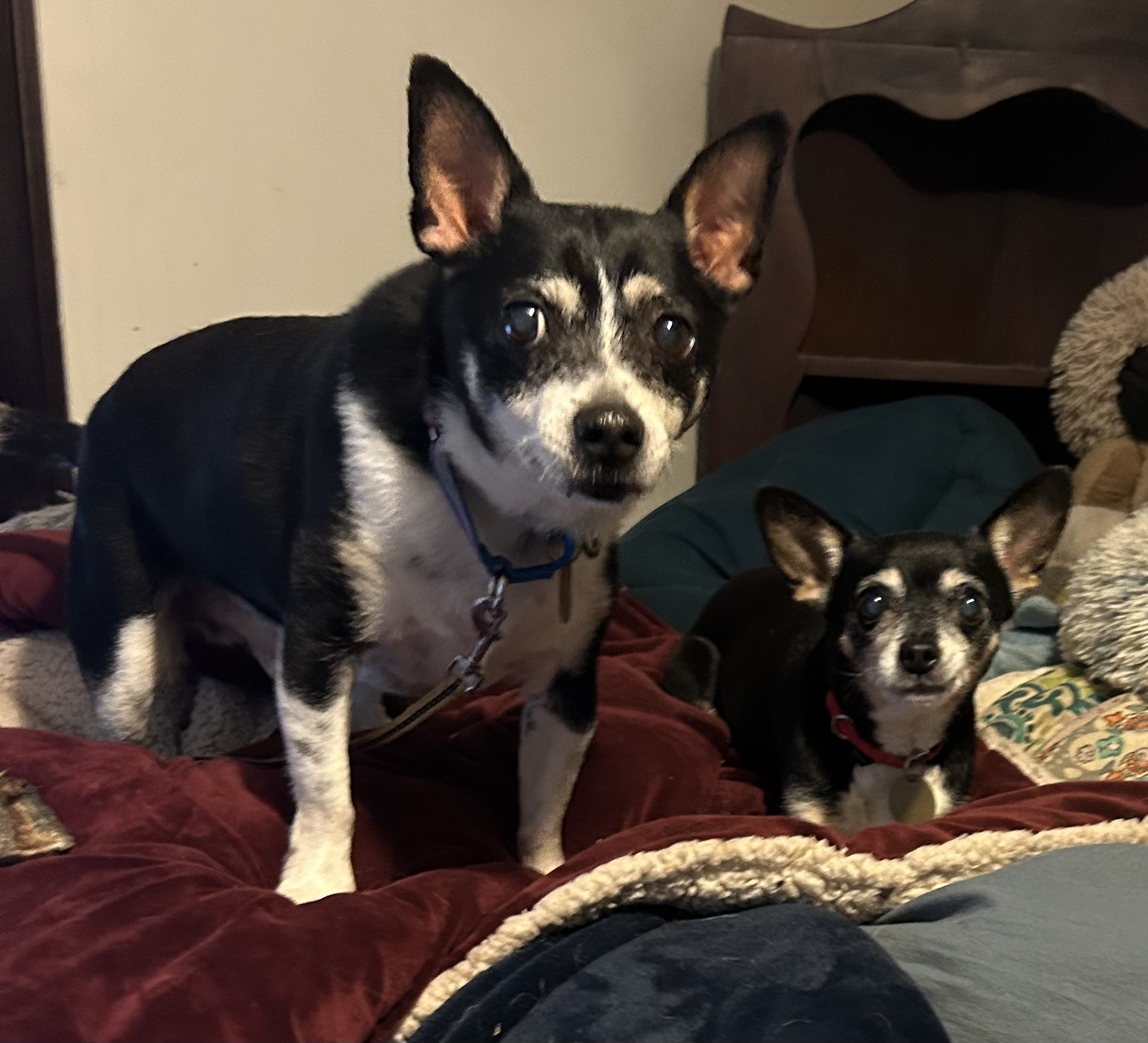 Enlarge Jorge, a Adoptable mixed breed in Oak Ridge, NJ image 3/4