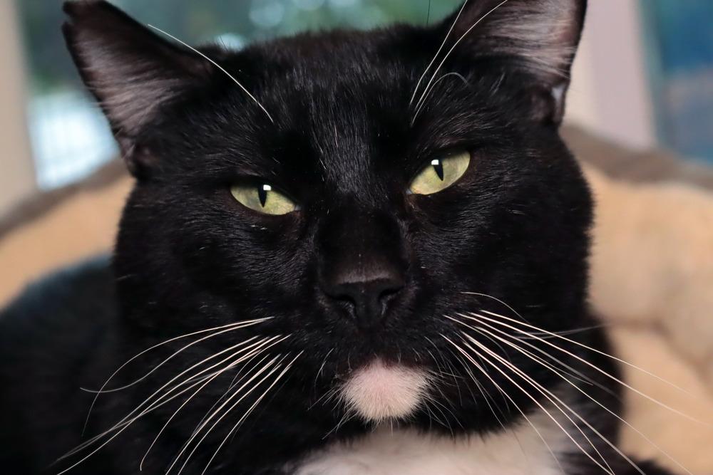 Anders, Adoptable, Adult Male Domestic Short Hair.