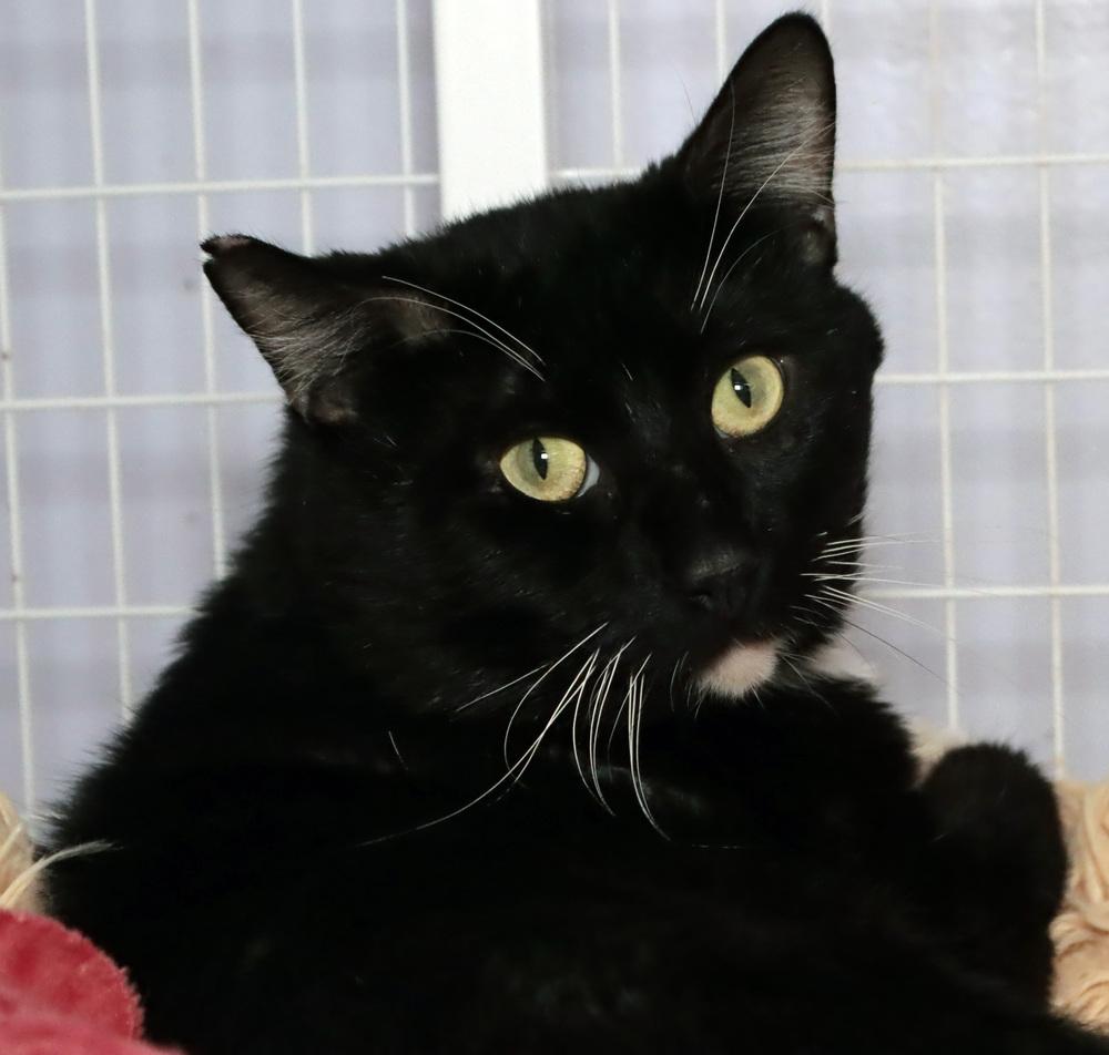 Enlarge Anders, a Adoptable mixed breed in Vancouver, WA image 2/2
