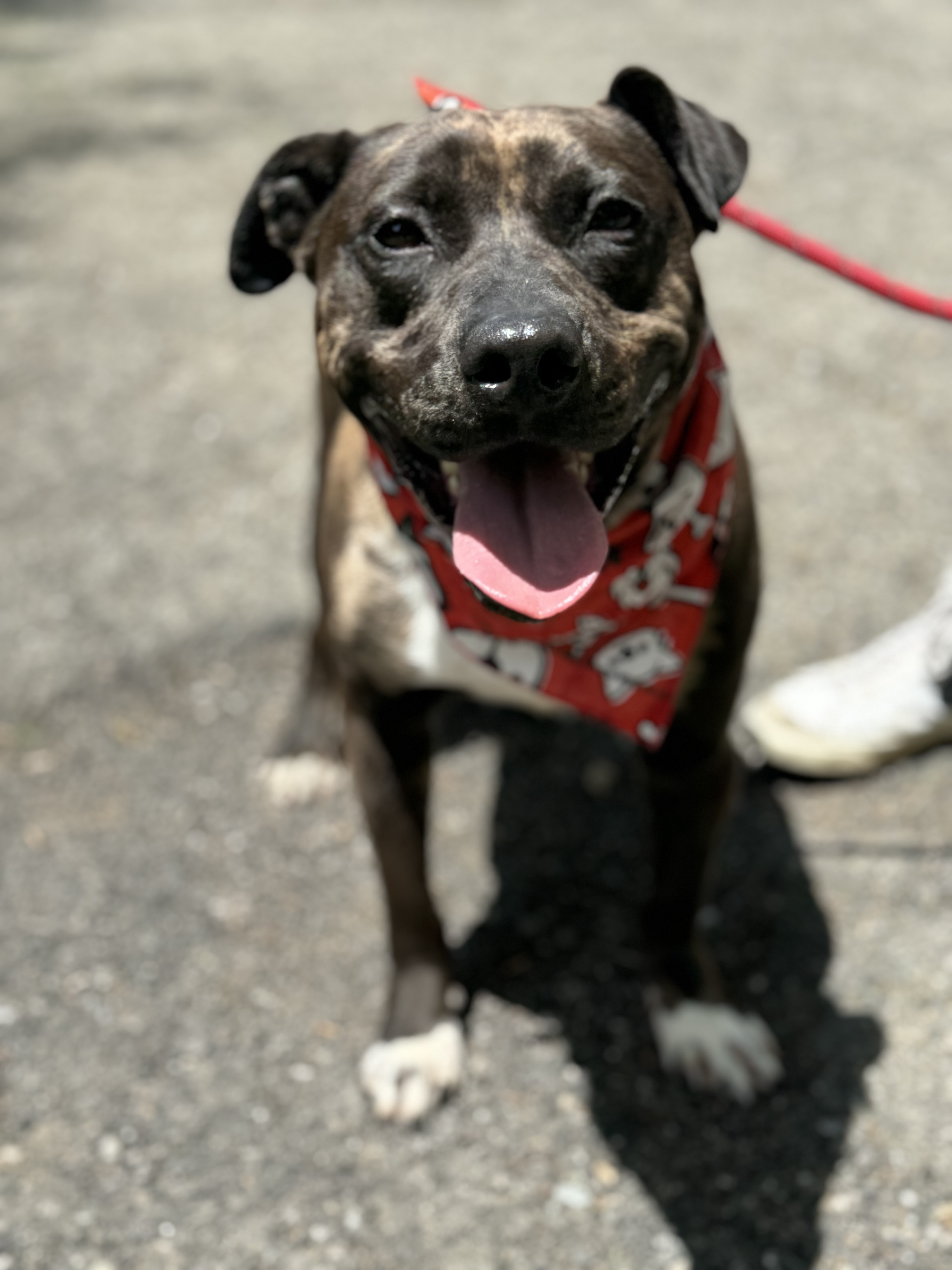 Kasey, a Adoptable Pit Bull Terrier in Bedford, NY image 1/6