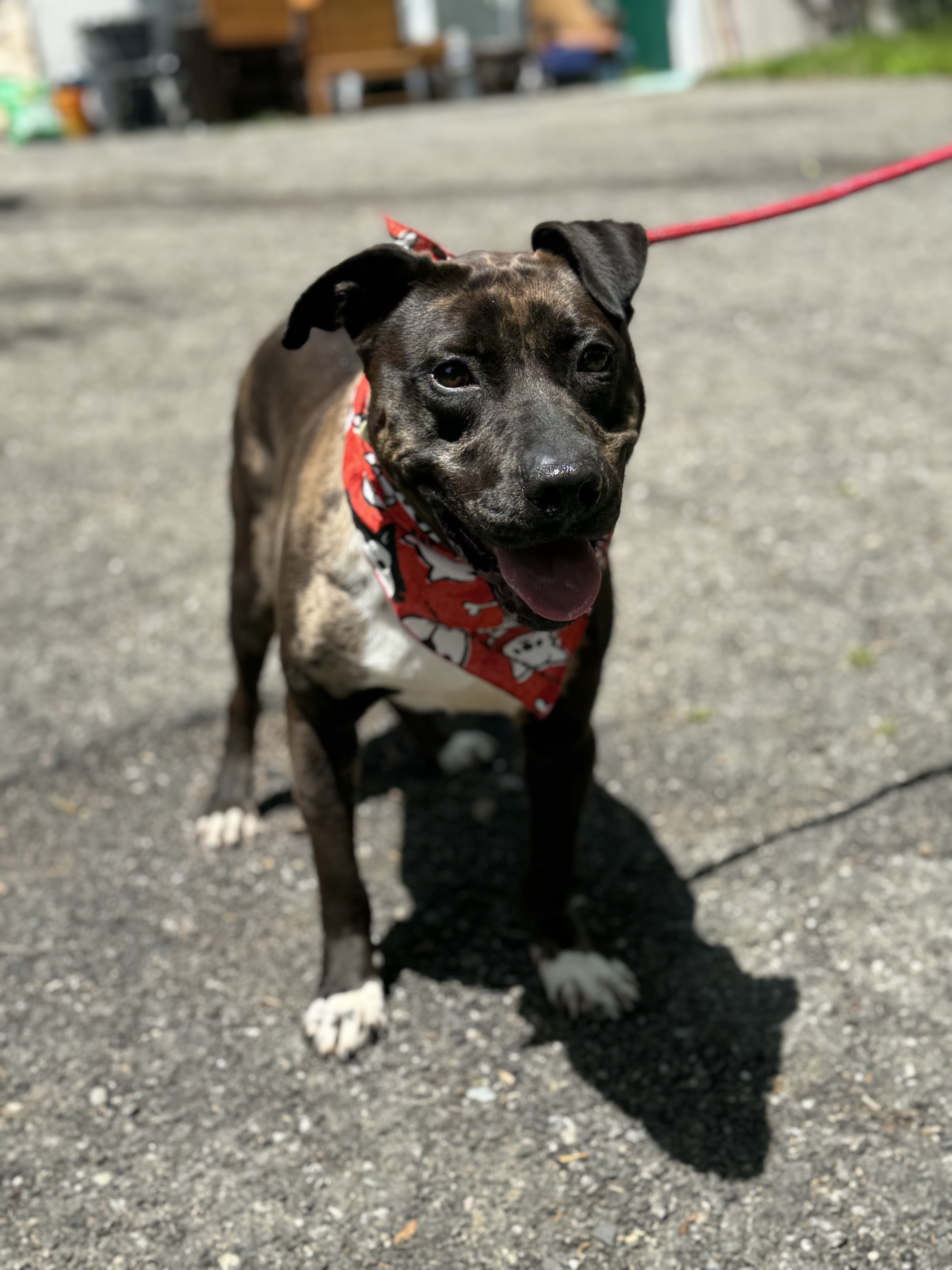 Kasey, a Adoptable Pit Bull Terrier in Bedford, NY image 2/6