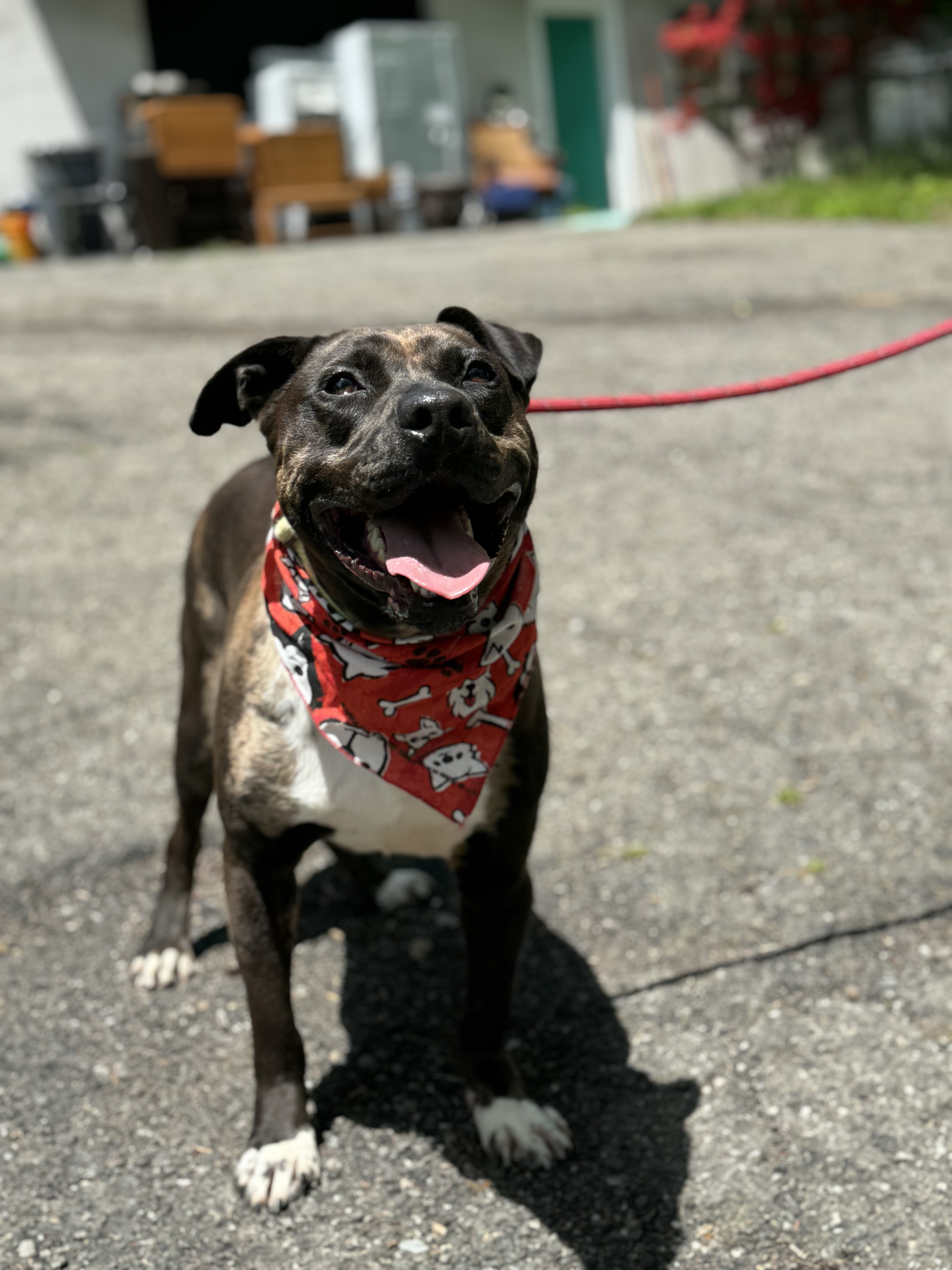 Kasey, a Adoptable Pit Bull Terrier in Bedford, NY image 3/6