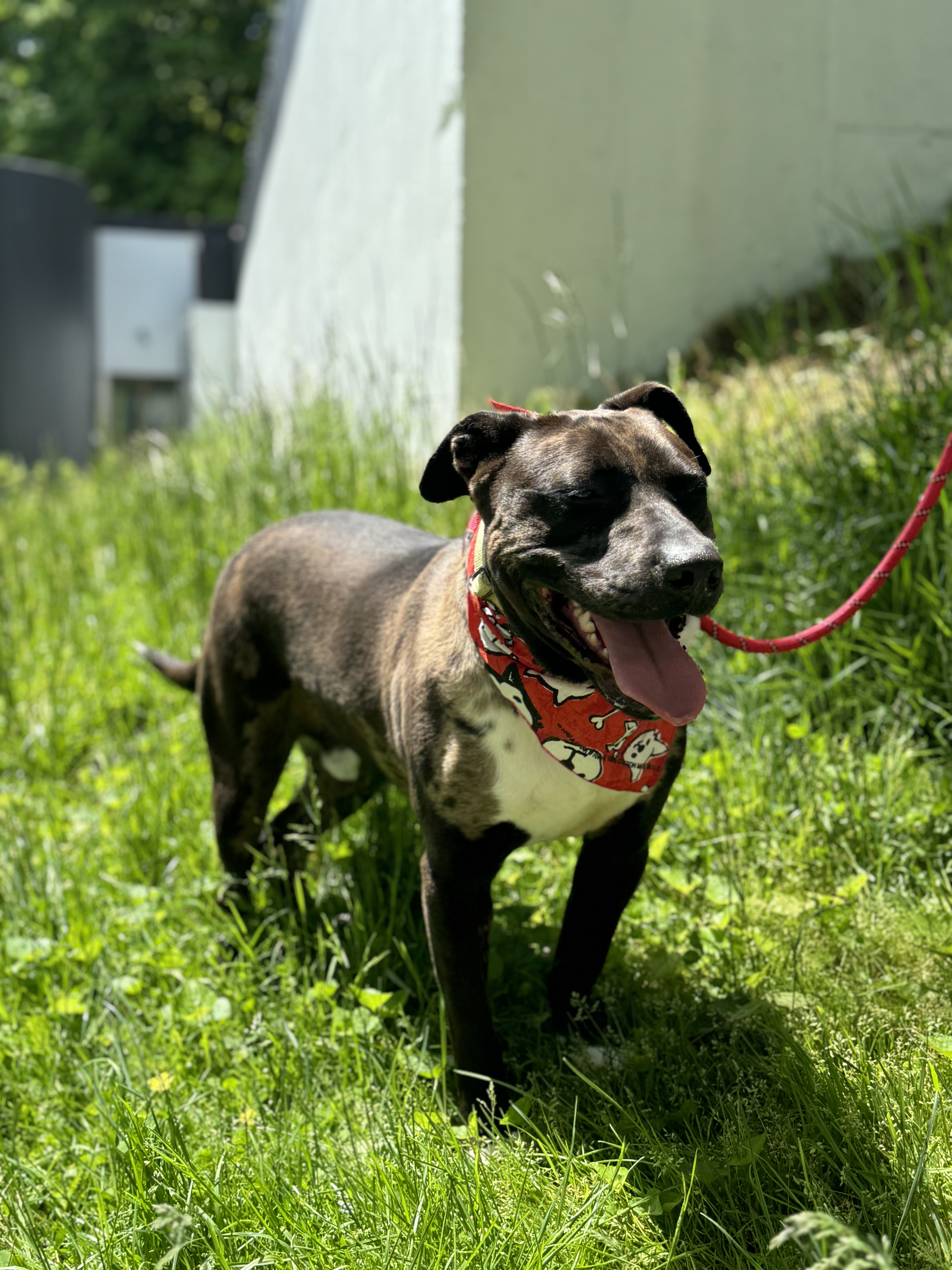Kasey, a Adoptable Pit Bull Terrier in Bedford, NY image 4/6