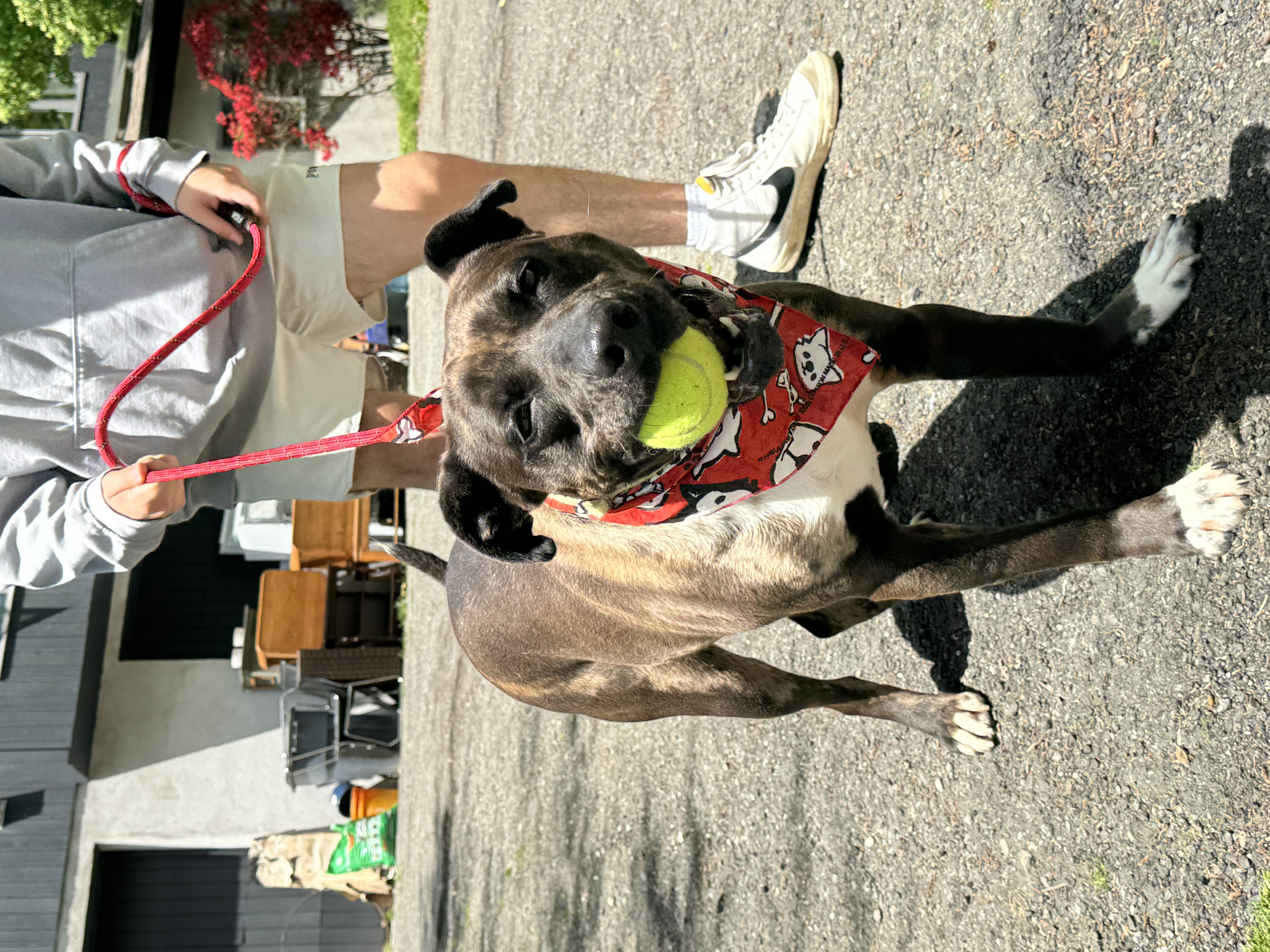 Kasey, a Adoptable Pit Bull Terrier in Bedford, NY image 5/6
