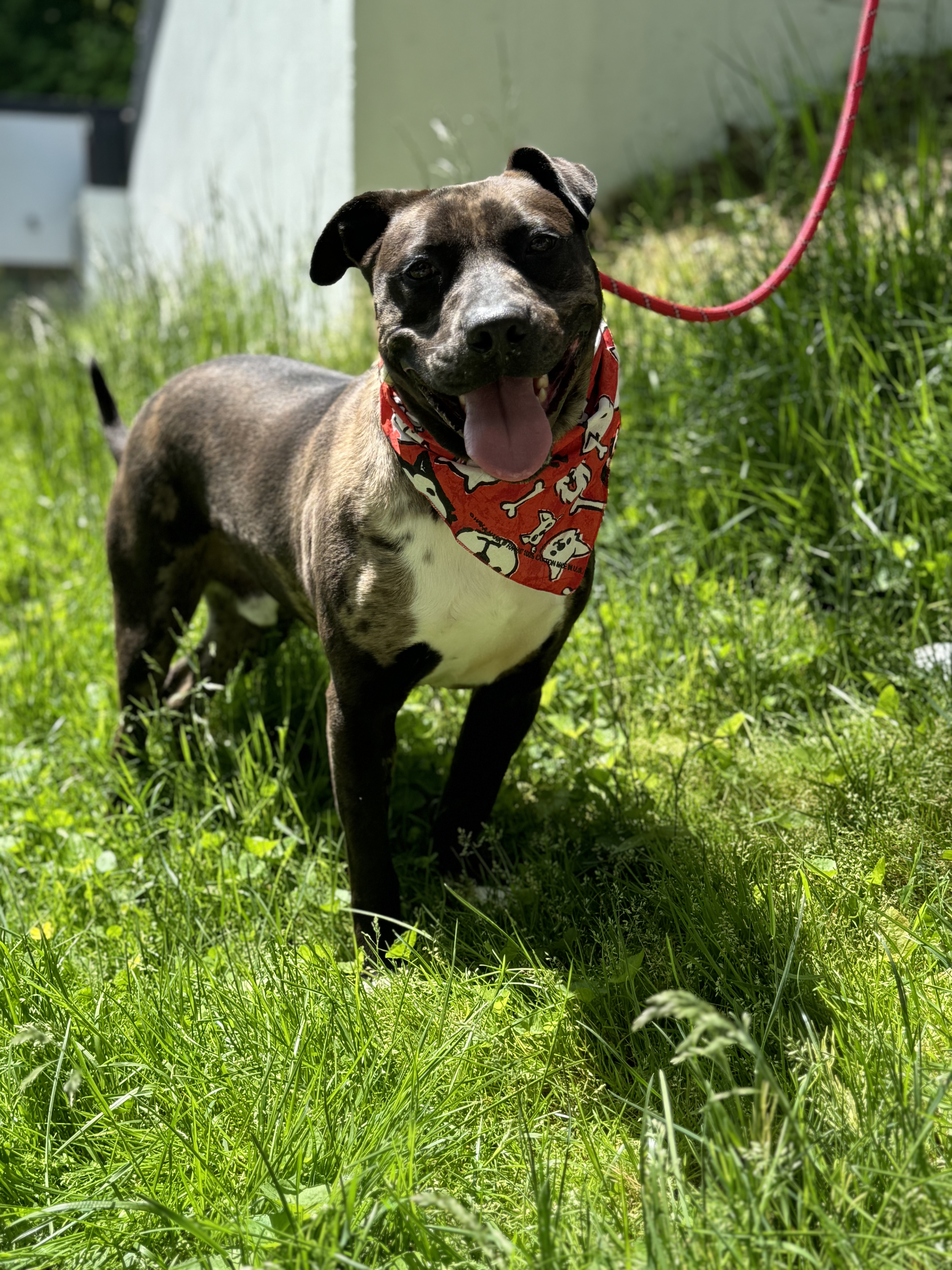 Kasey, a Adoptable Pit Bull Terrier in Bedford, NY image 6/6