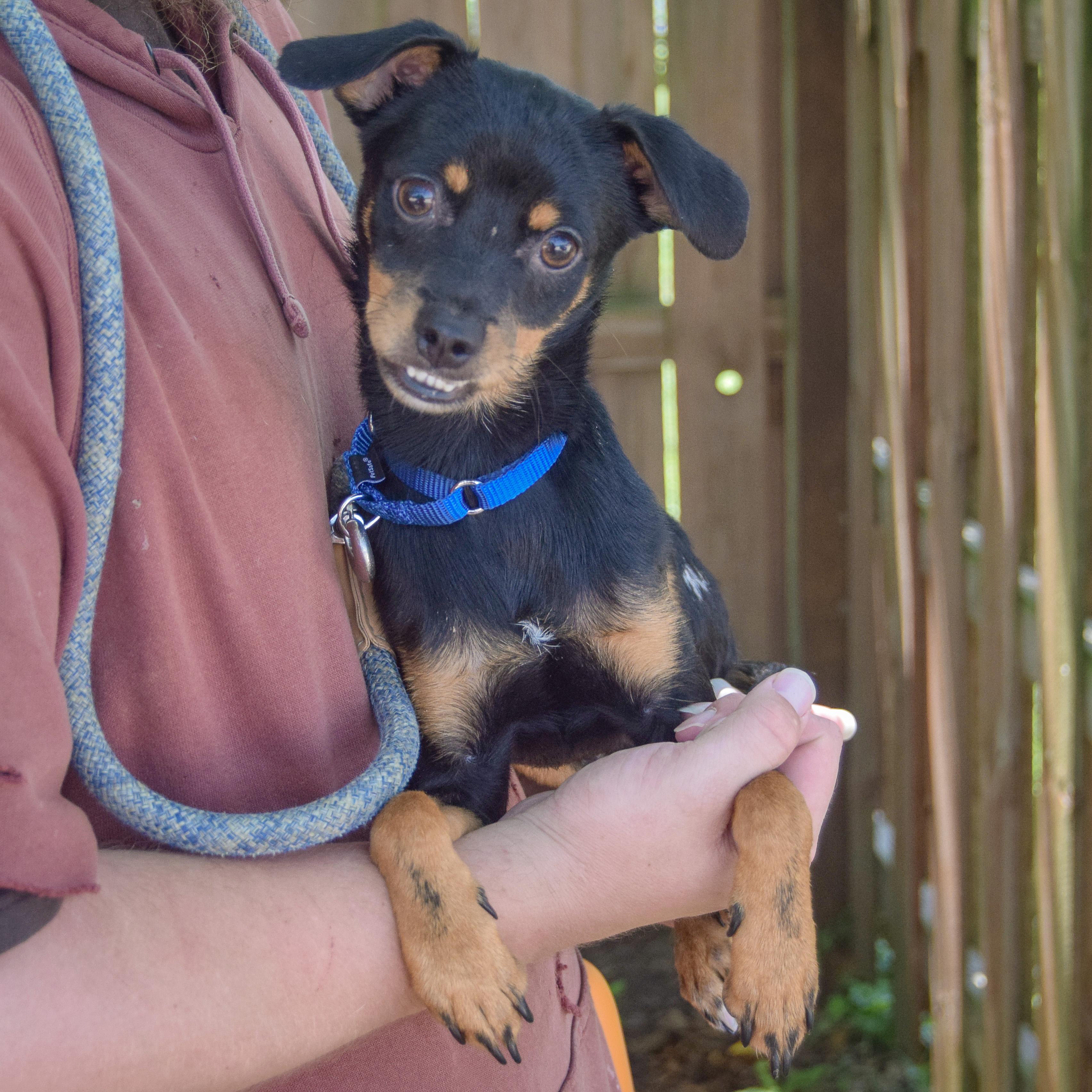 Enlarge Walnut, a Adoptable mixed breed in Huntley, IL image 3/5