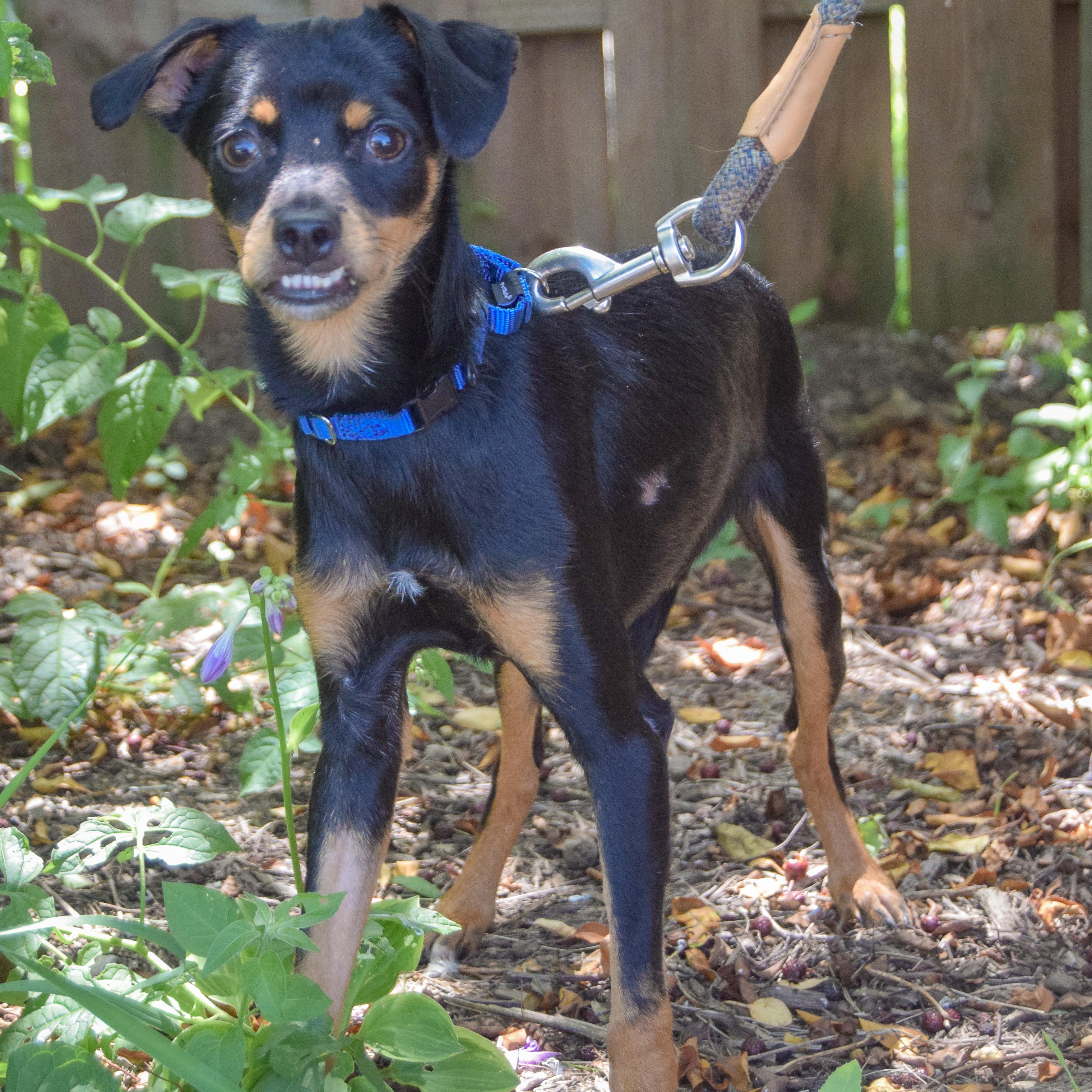 Enlarge Walnut, a Adoptable mixed breed in Huntley, IL image 4/5