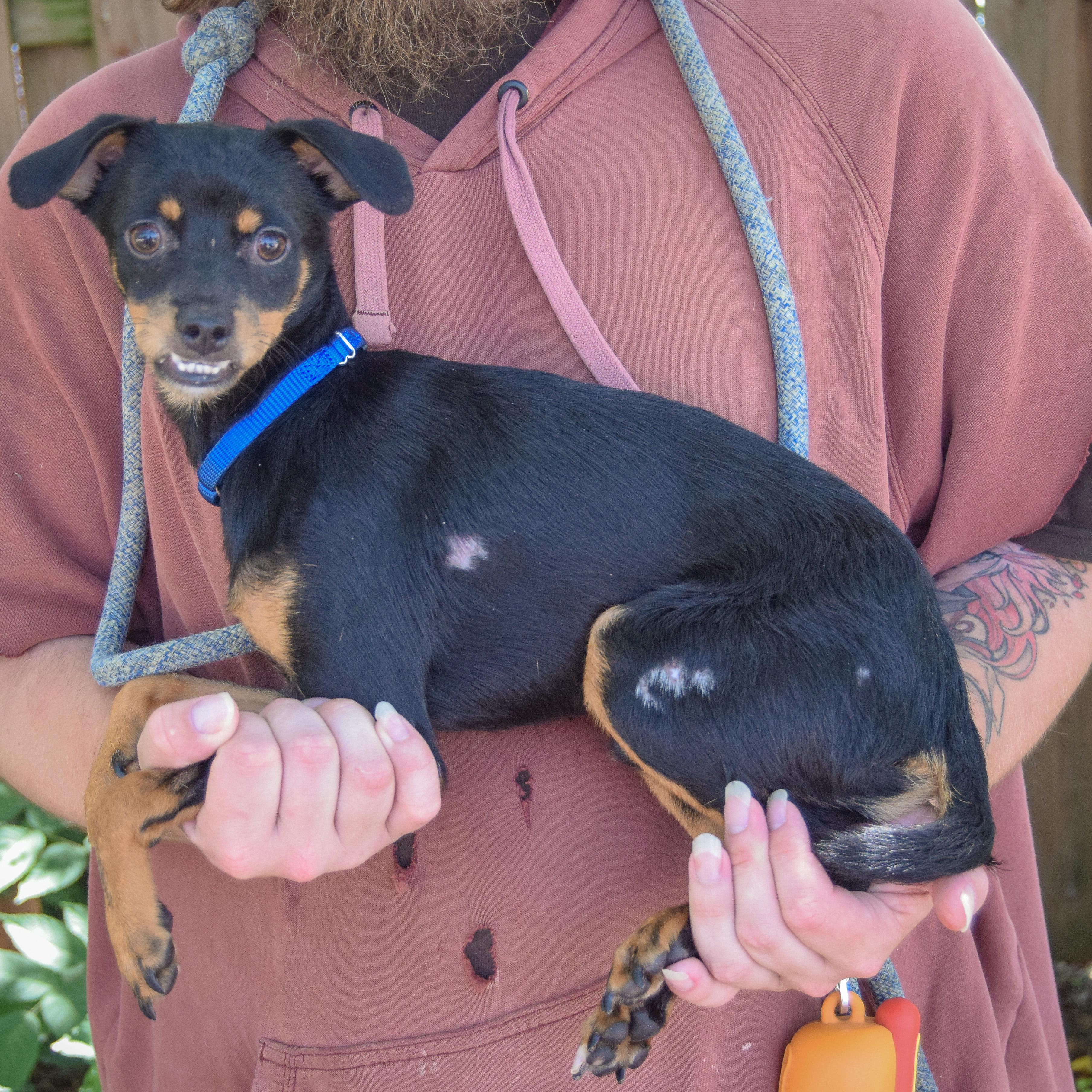 Enlarge Walnut, a Adoptable mixed breed in Huntley, IL image 2/5