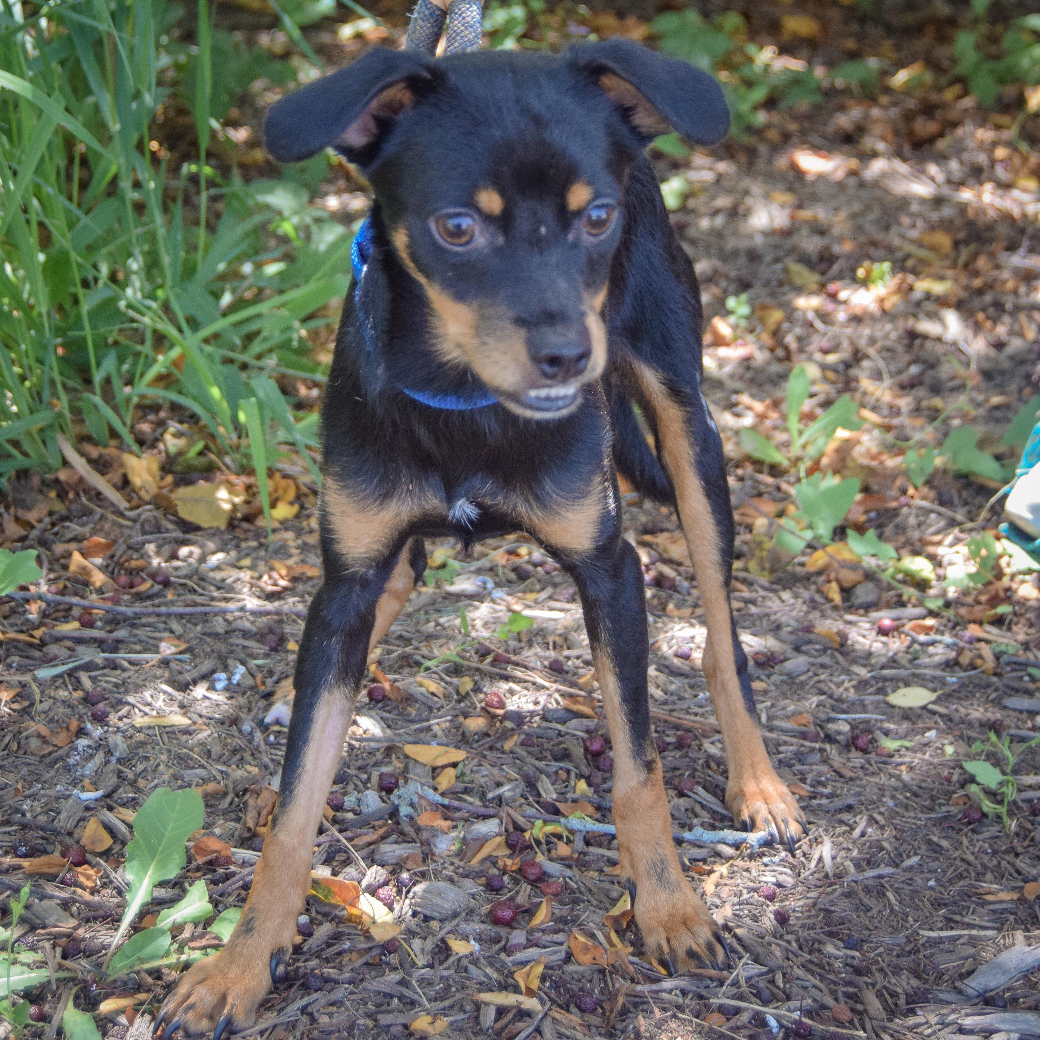 Enlarge Walnut, a Adoptable mixed breed in Huntley, IL image 5/5