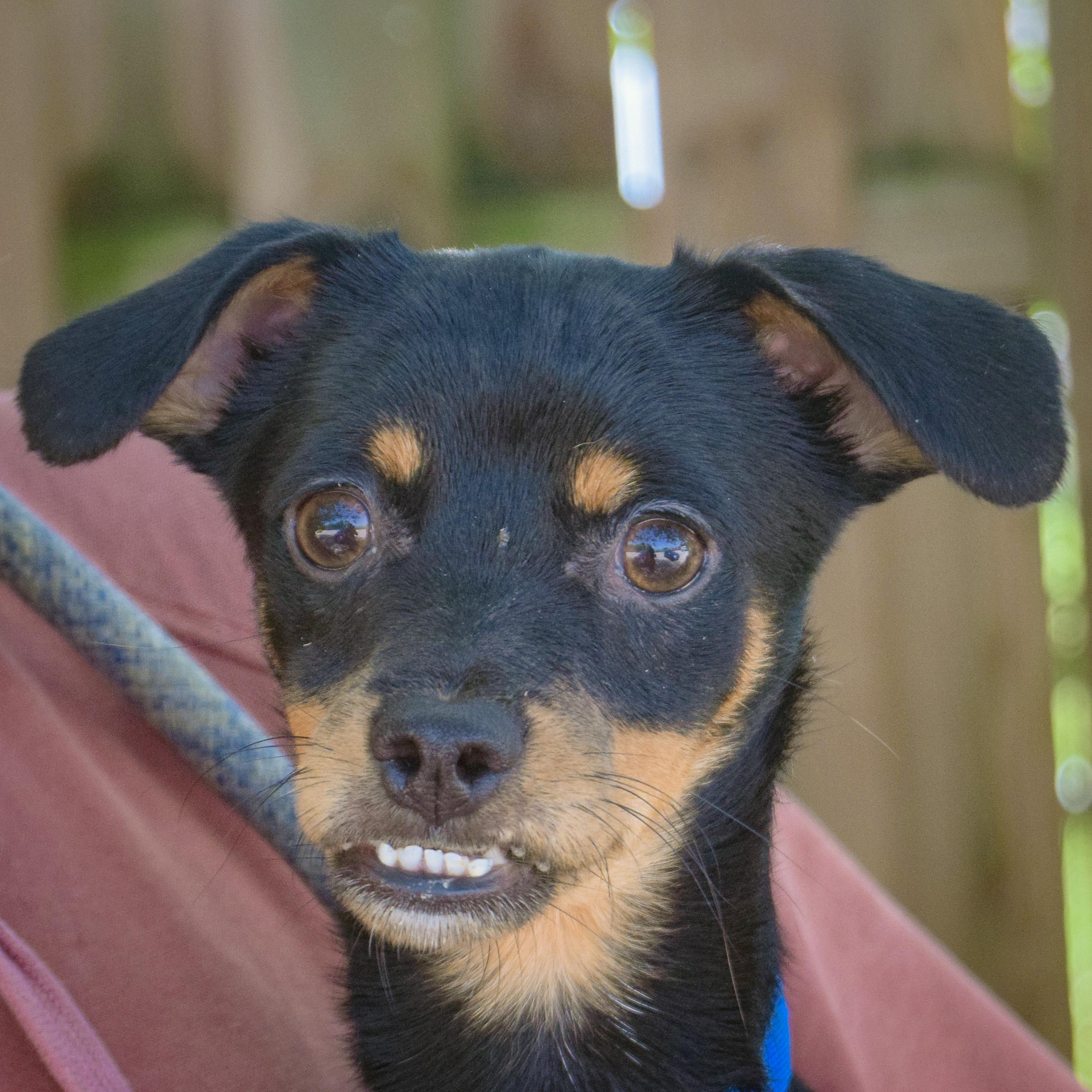 Walnut, Adoptable, Young Male Dachshund & Italian Greyhound.