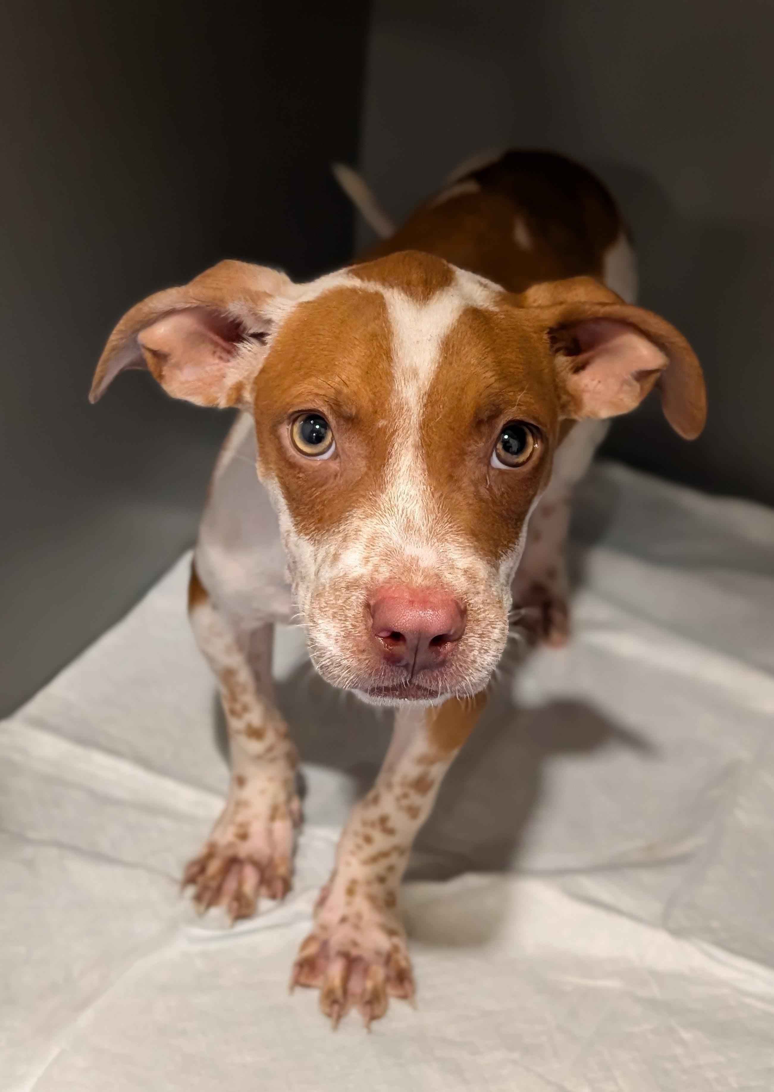 Enlarge Donnie, a ADOPTABLE mixed breed in Baton Rouge, LA image 1/1