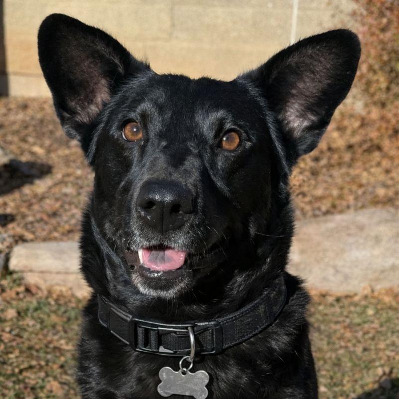 Enlarge Toblerone, a Adoptable Australian Kelpie in Durango, CO image 1/6