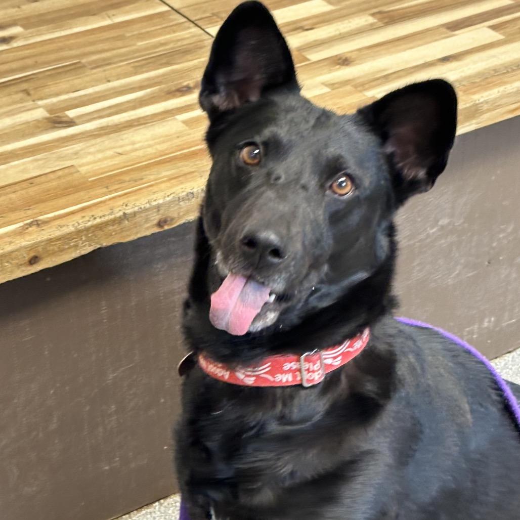 Enlarge Toblerone, a Adoptable Australian Kelpie in Durango, CO image 3/6