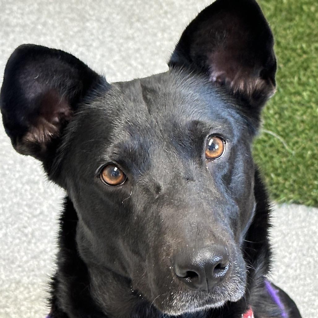 Enlarge Toblerone, a Adoptable Australian Kelpie in Durango, CO image 5/6