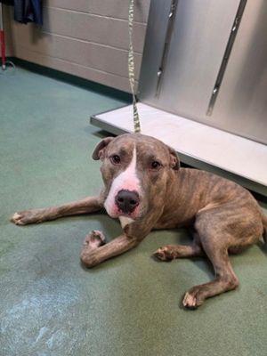 Enlarge Bruno, a ADOPTABLE mixed breed in Williamsport, PA image 3/3