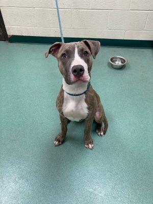 Enlarge Bruno, a ADOPTABLE mixed breed in Williamsport, PA image 2/3