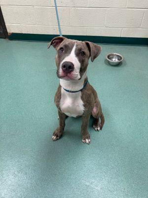 Enlarge Bruno, a ADOPTABLE mixed breed in Williamsport, PA image 1/3