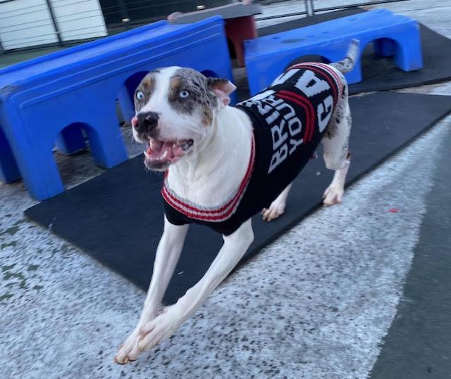 Enlarge Cooper, a ADOPTABLE mixed breed in Stoughton, MA image 6/6