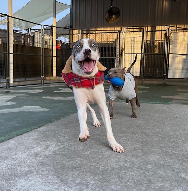 Enlarge Cooper, a ADOPTABLE mixed breed in Stoughton, MA image 5/6