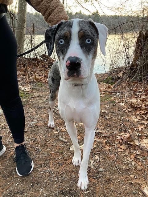 Enlarge Cooper, a ADOPTABLE mixed breed in Stoughton, MA image 1/6