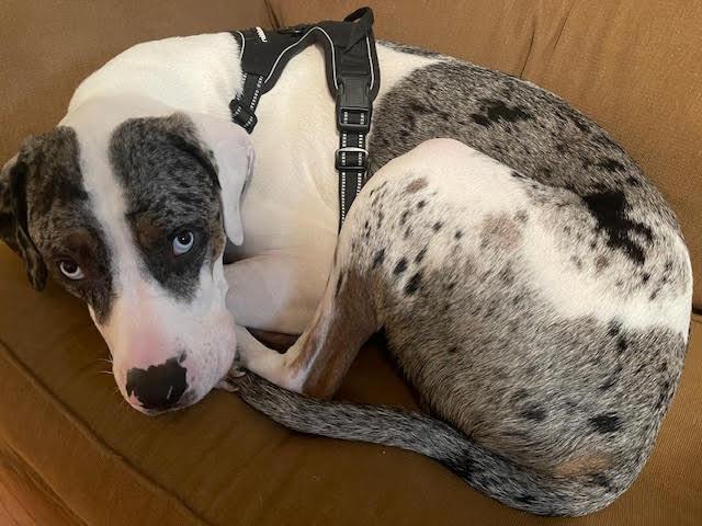 Enlarge Cooper, a ADOPTABLE mixed breed in Stoughton, MA image 4/6