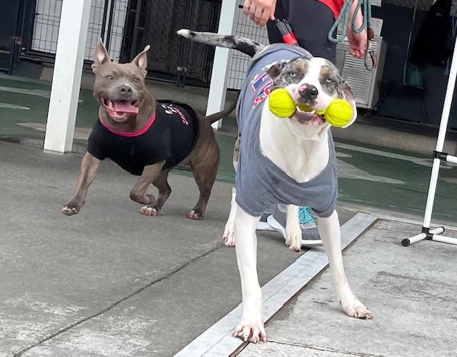Enlarge Cooper, a ADOPTABLE mixed breed in Stoughton, MA image 2/6