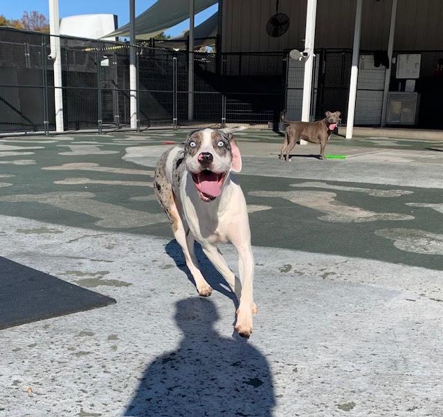 Enlarge Cooper, a ADOPTABLE mixed breed in Stoughton, MA image 3/6