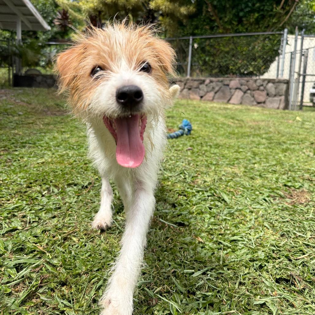 Chester, Adoptable, Puppy Male Terrier & Mixed Breed.