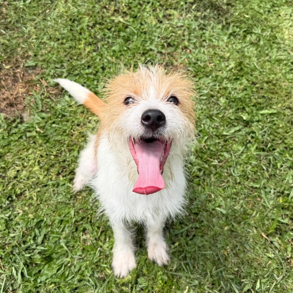 Enlarge Chester, a Adoptable mixed breed in Keaau, HI image 2/6