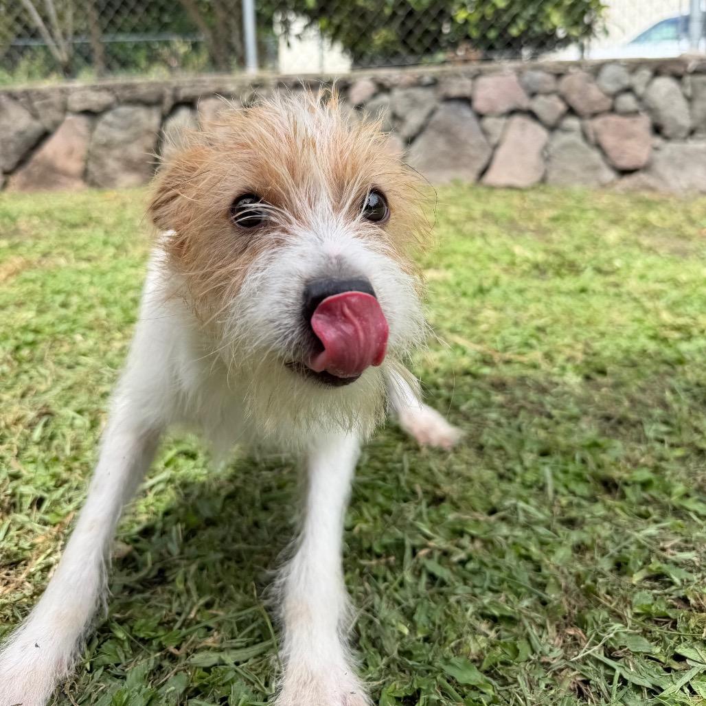 Enlarge Chester, a Adoptable mixed breed in Keaau, HI image 3/6