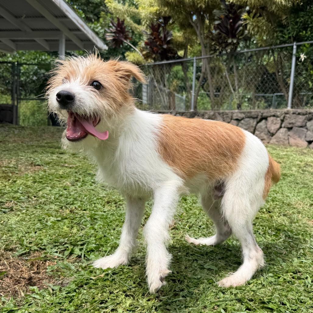 Enlarge Chester, a Adoptable mixed breed in Keaau, HI image 4/6